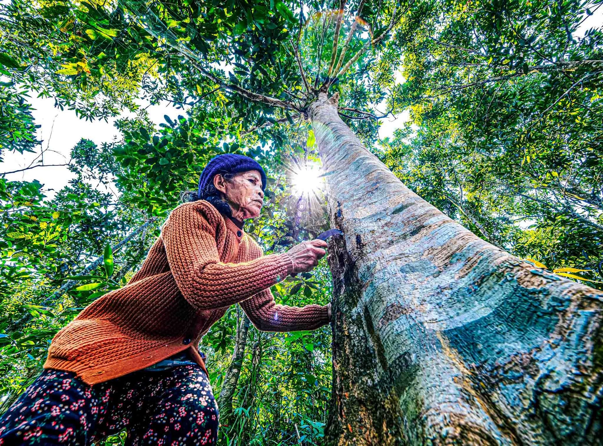 Người dân thu hoạch vỏ quế Trà Leng